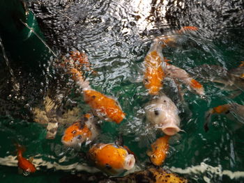 View of koi fish in sea