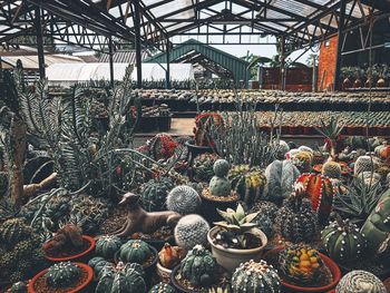 Potted plants at greenhouse