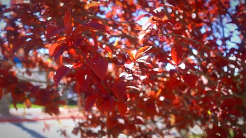 Low angle view of maple leaves on tree