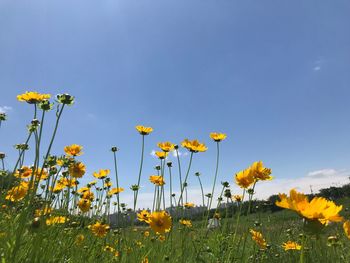 Close-up of yellow flowering plants on field against blue sky