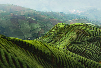 Scenic view of agricultural field