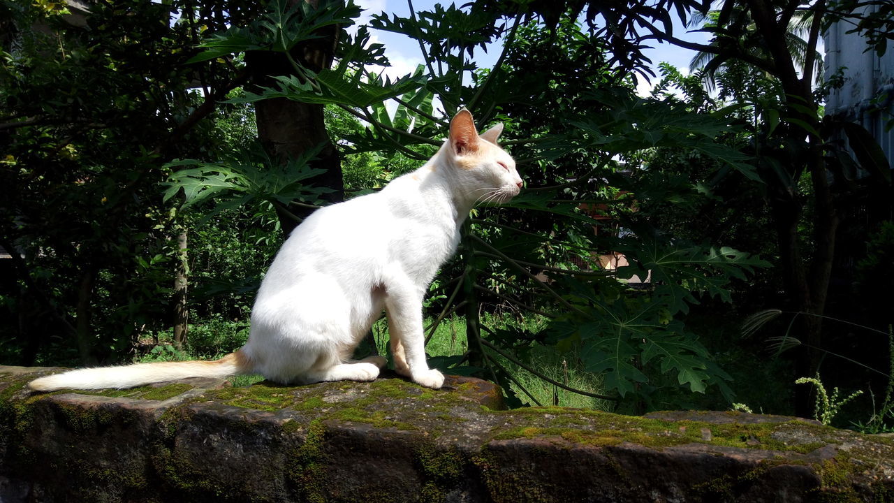 CAT RELAXING ON TREE TRUNK