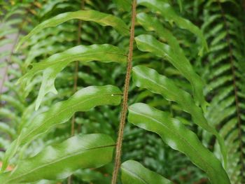 Close-up of wet plant leaves