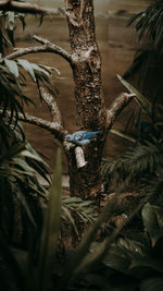 Close-up of blue bird in tree trunk