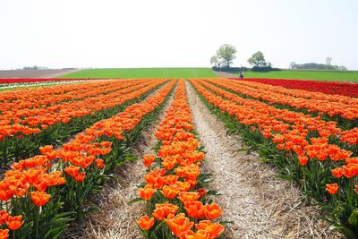 Scenic view of flowering plants on field against sky