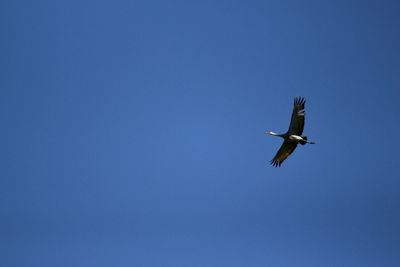 Low angle view of bird flying in sky