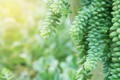 Close-up of fresh green plants