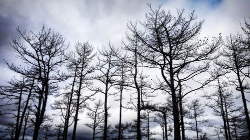 Low angle view of bare trees in forest against sky
