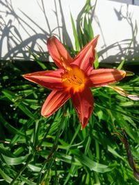 Close-up of orange lily