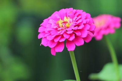 Close-up of pink flower