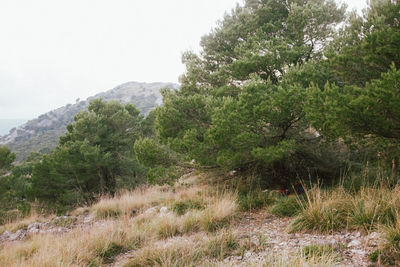 Scenic view of landscape against clear sky