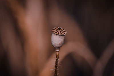 close-up