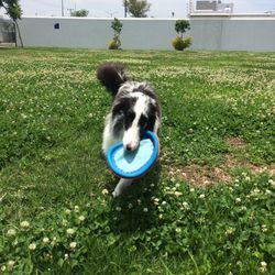 Dog standing on grassy field