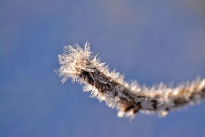 Close-up of frozen plant against sky