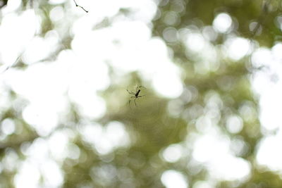 Low angle view of spider on tree