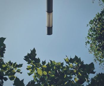 Low angle view of trees against clear blue sky