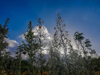 Low angle view of trees against sky