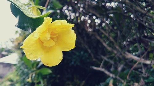 Close-up of yellow flower