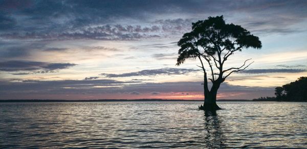 Silhouette tree by sea against sky during sunset