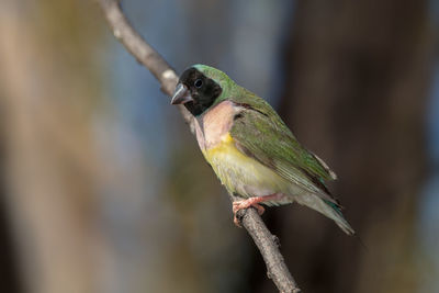 Close-up of bird perching on branch