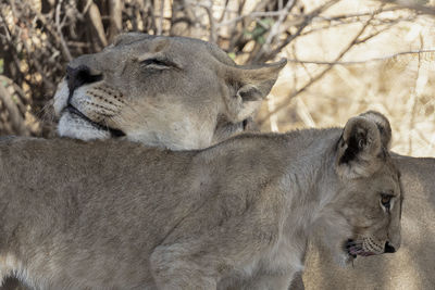 Lioness with cub in the erongo region of namibia