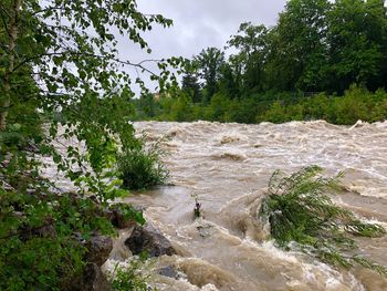 Scenic view of river flowing in forest against sky