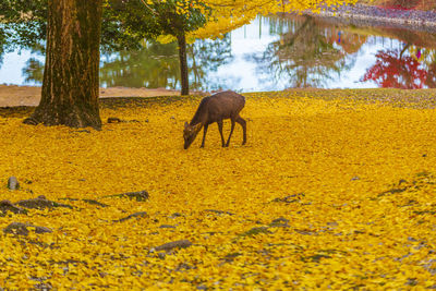 Mizutani chaya, nara park in nara, japan