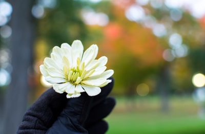 Close-up of flower against blurred background