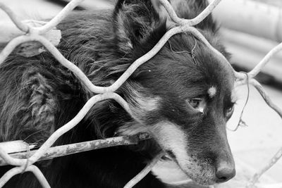 Close-up of dog by fence