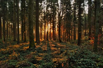 Magical light and mood in forest at sunset