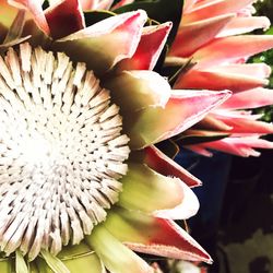 Close-up of flower growing outdoors