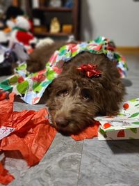 Dog hiding under christmas wrapping paper with bow on head