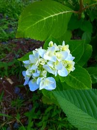 Close-up of flowers blooming outdoors