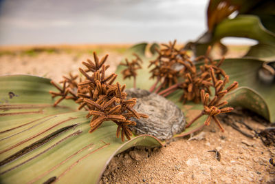 Close-up of plant