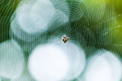 Close-up of spider on web