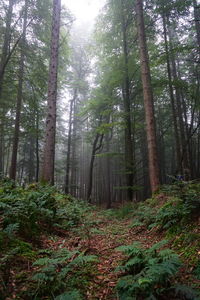 Trees growing in forest