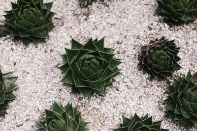 High angle view of plants growing on field