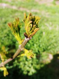 Close-up of plant