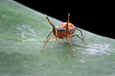 Close-up of spider on leaf