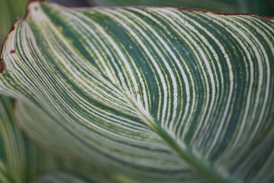 Close-up of fresh green leaves