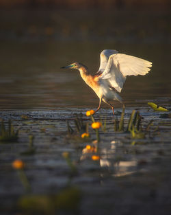 Wild beautiful birds from danube delta, romania. wildlife photography