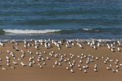 Flock of seagull on beach