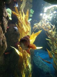 Close-up of fish swimming in aquarium