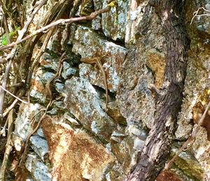 Full frame shot of tree trunk