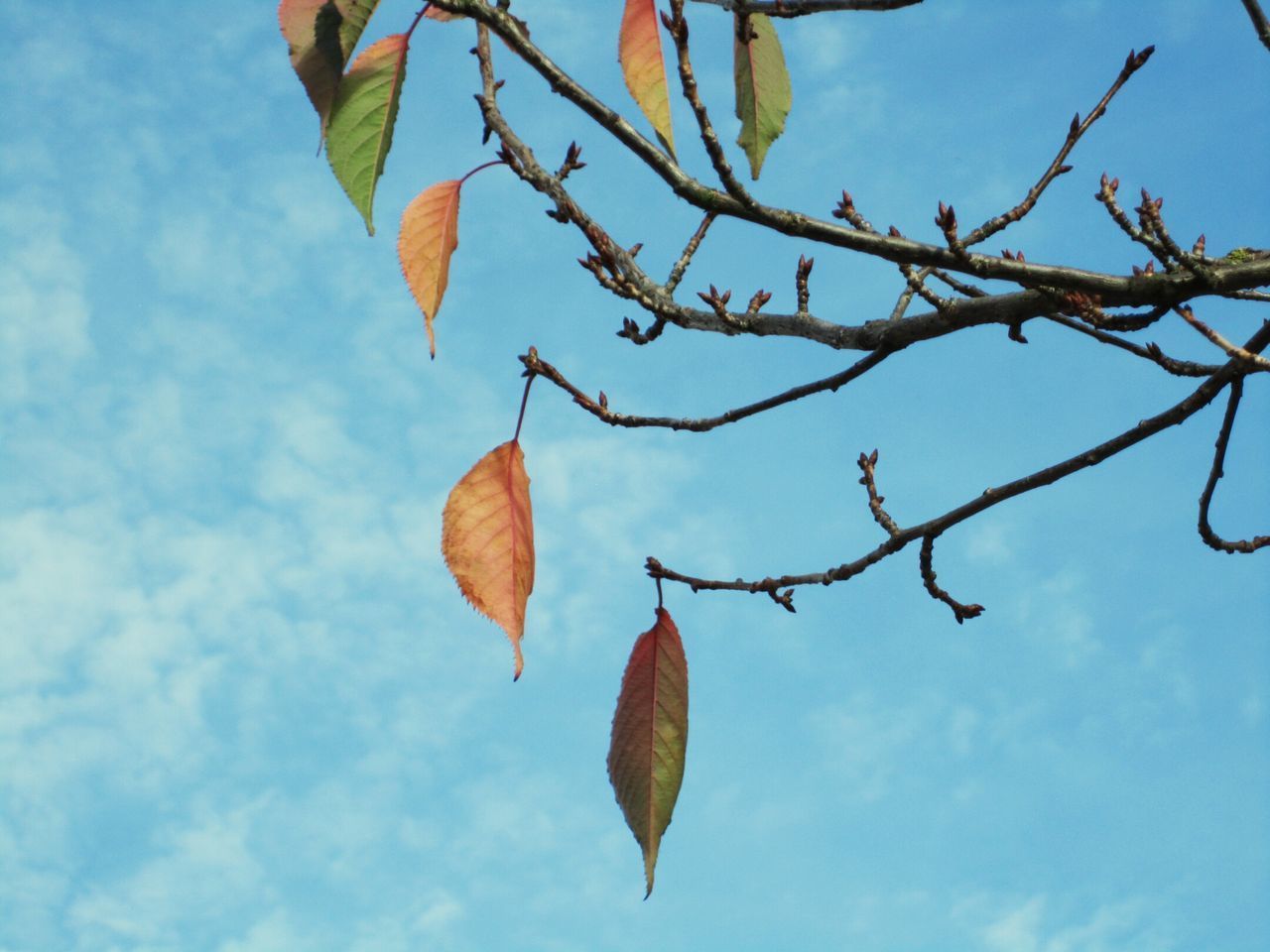 LOW ANGLE VIEW OF PLANT AGAINST SKY