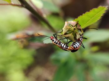 Close-up of insect on flower