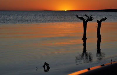 View of silhouette driftwood at beach during sunset
