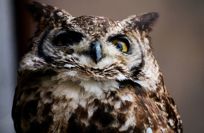 Close-up portrait of owl