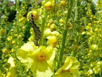 Close-up of honey bee on yellow flower