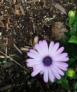 Close-up of purple flowers blooming outdoors